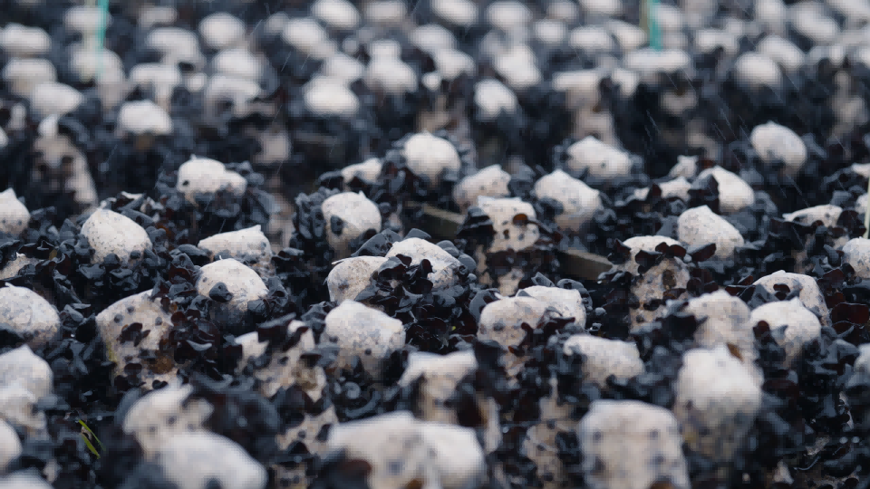 食品原料供应商招募